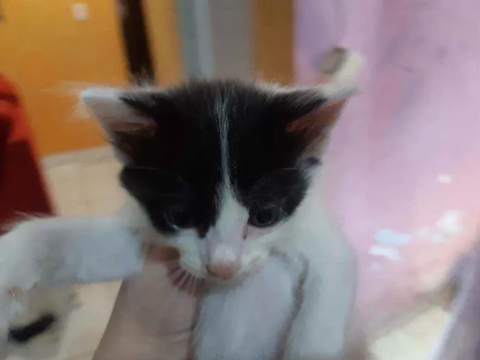 Gato ra a Mestiço idade Abaixo de 2 meses nome Daniel