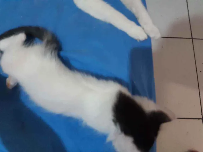 Gato ra a Mestiço idade Abaixo de 2 meses nome Daniel