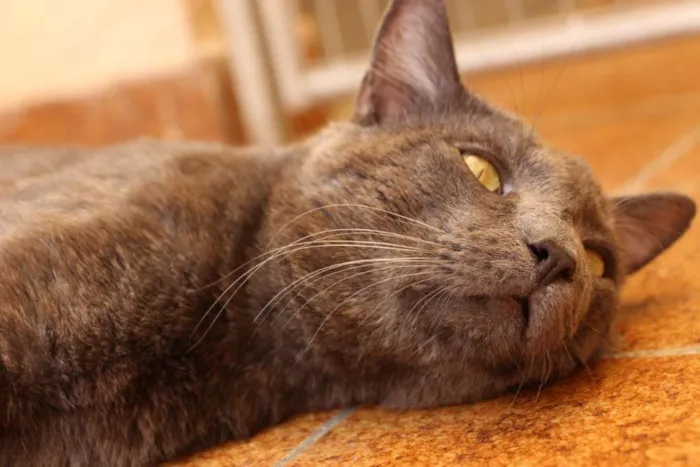 Gato ra a SRD-ViraLata idade 1 ano nome Blue