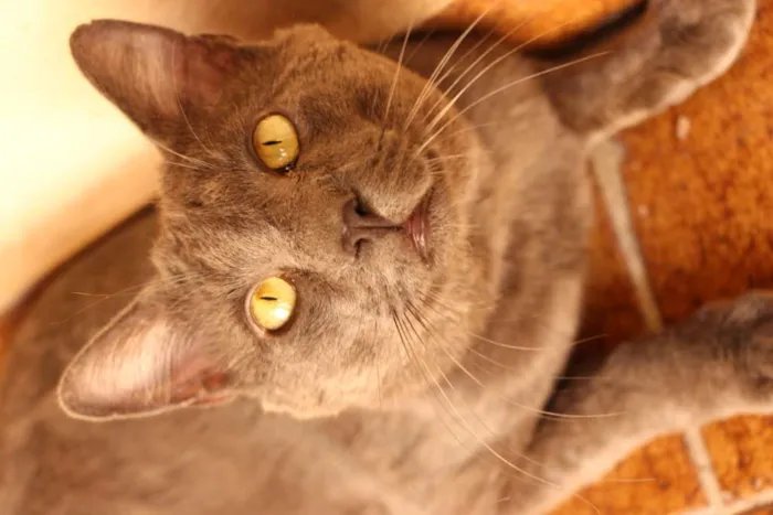 Gato ra a SRD-ViraLata idade 1 ano nome Blue