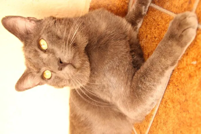 Gato ra a SRD-ViraLata idade 1 ano nome Blue