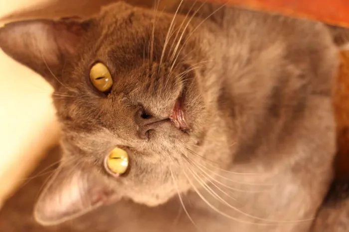 Gato ra a SRD-ViraLata idade 1 ano nome Blue