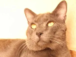 Gato raça SRD-ViraLata idade 1 ano nome Blue