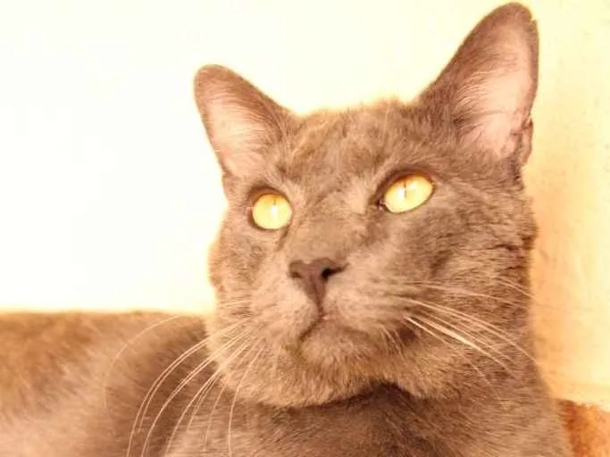Gato ra a SRD-ViraLata idade 1 ano nome Blue