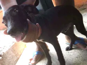 Cachorro raça Viralatas idade 2 a 6 meses nome Lexi, lupa,  petao,l