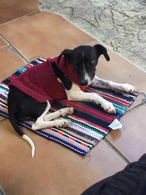 Cachorro raça SRD idade 2 a 6 meses nome Lupita