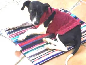 Cachorro raça SRD idade 2 a 6 meses nome Lupita