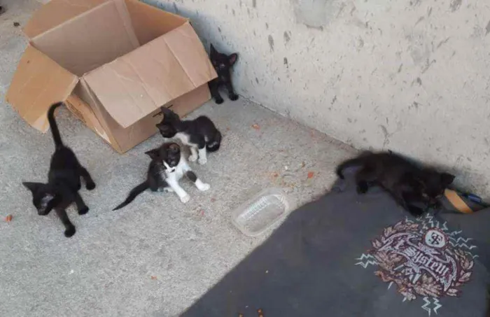 Gato ra a vira-lata idade Abaixo de 2 meses nome Sem nome