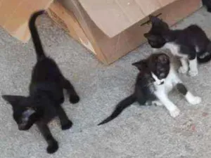 Gato raça vira-lata idade Abaixo de 2 meses nome Sem nome