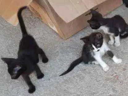 Gato ra a vira-lata idade Abaixo de 2 meses nome Sem nome