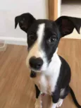 Simba