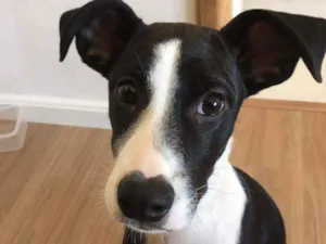 Cachorro raça SRD idade 2 a 6 meses nome Simba