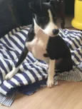 Simba