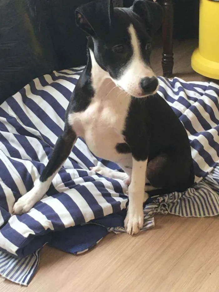 Cachorro ra a SRD idade 2 a 6 meses nome Simba