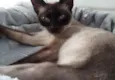 Gato raça Siamesa  idade 7 a 11 meses nome Sara linda bebê 