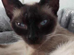 Gato raça Siamesa  idade 7 a 11 meses nome Sara linda bebê 