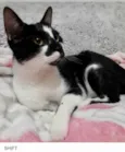 Gato raça Srd  idade 7 a 11 meses nome Shift lindíssimo 