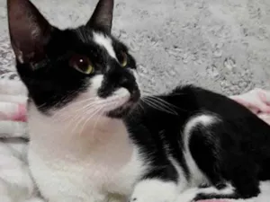Gato raça Srd  idade 7 a 11 meses nome Shift lindíssimo 