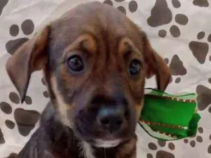 Cachorro raça SRD-ViraLata idade 2 a 6 meses nome Paty