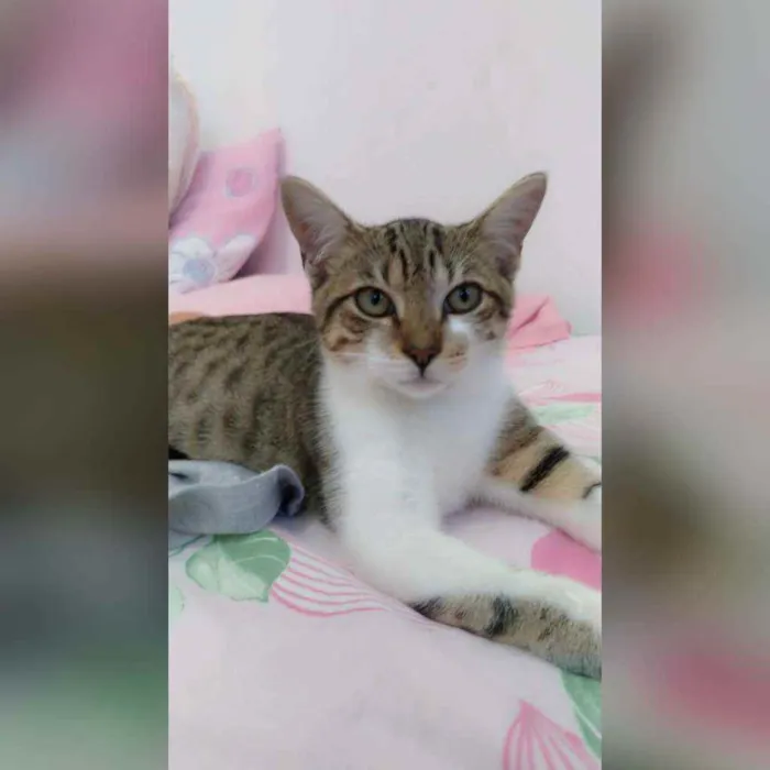 Gato raça Sem raça definida  idade 2 a 6 meses nome Boris