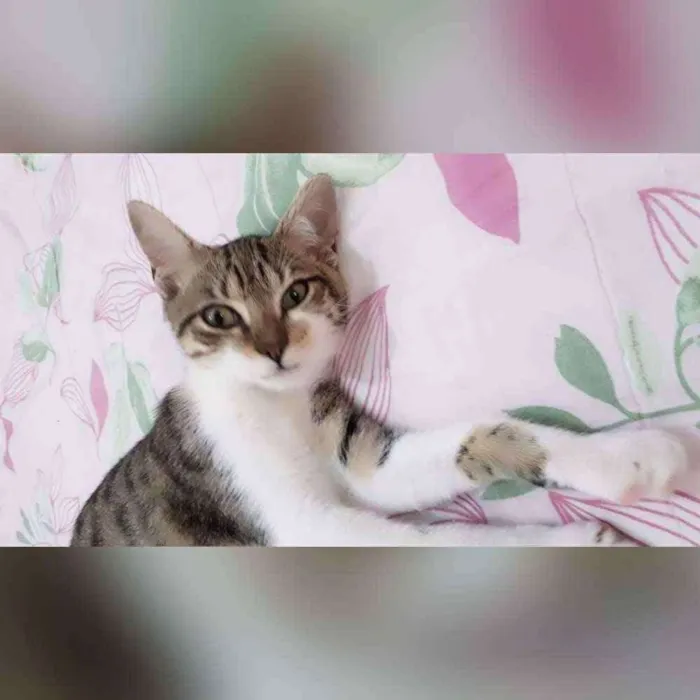 Gato raça Sem raça definida  idade 2 a 6 meses nome Boris