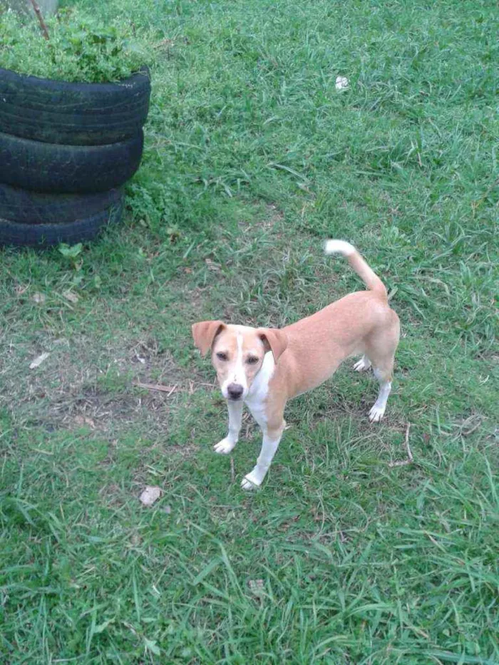 Cachorro ra a SRD idade 7 a 11 meses nome Jade