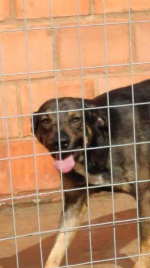 Cachorro ra a Sn idade 2 a 6 meses nome Banzé