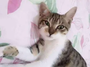 Gato raça Sem raça definida  idade 2 a 6 meses nome Boris