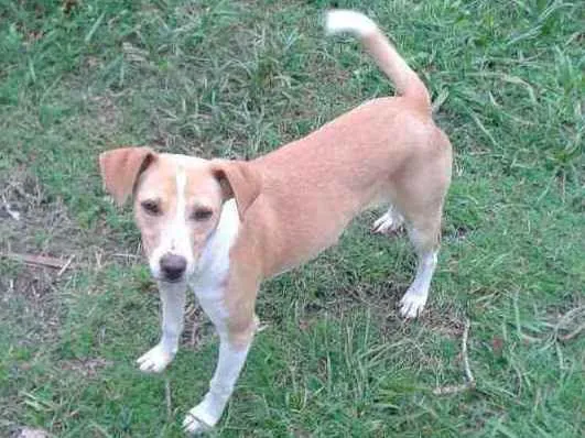 Cachorro ra a SRD idade 7 a 11 meses nome Jade