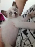Draco