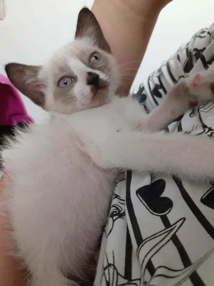 Gato ra a Sem raça idade Abaixo de 2 meses nome Draco
