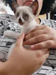 Draco