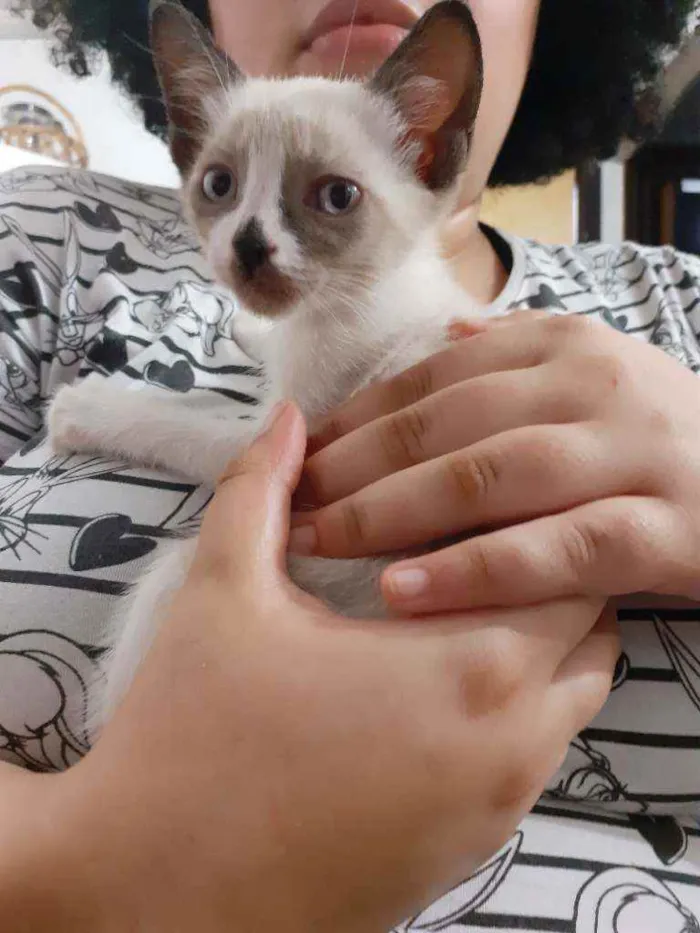 Gato ra a Sem raça idade Abaixo de 2 meses nome Draco
