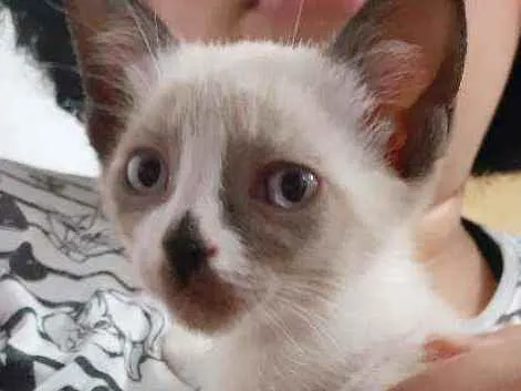 Gato ra a Sem raça idade Abaixo de 2 meses nome Draco