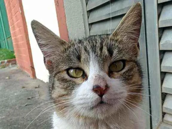 Gato raça Srd idade 2 anos nome Lara