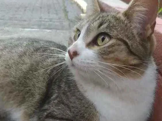 Gato raça Srd idade 2 anos nome Lara