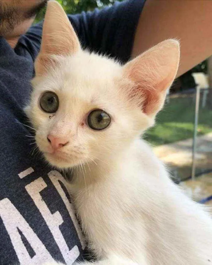 Gato ra a Srd idade 2 a 6 meses nome Ariel
