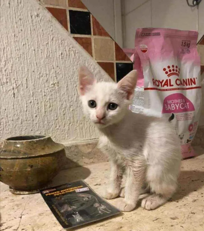 Gato ra a Srd idade 2 a 6 meses nome Ariel