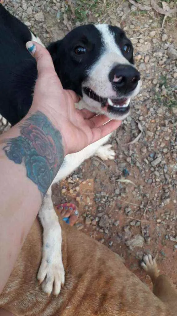 Cachorro ra a  idade 2 anos nome Nick