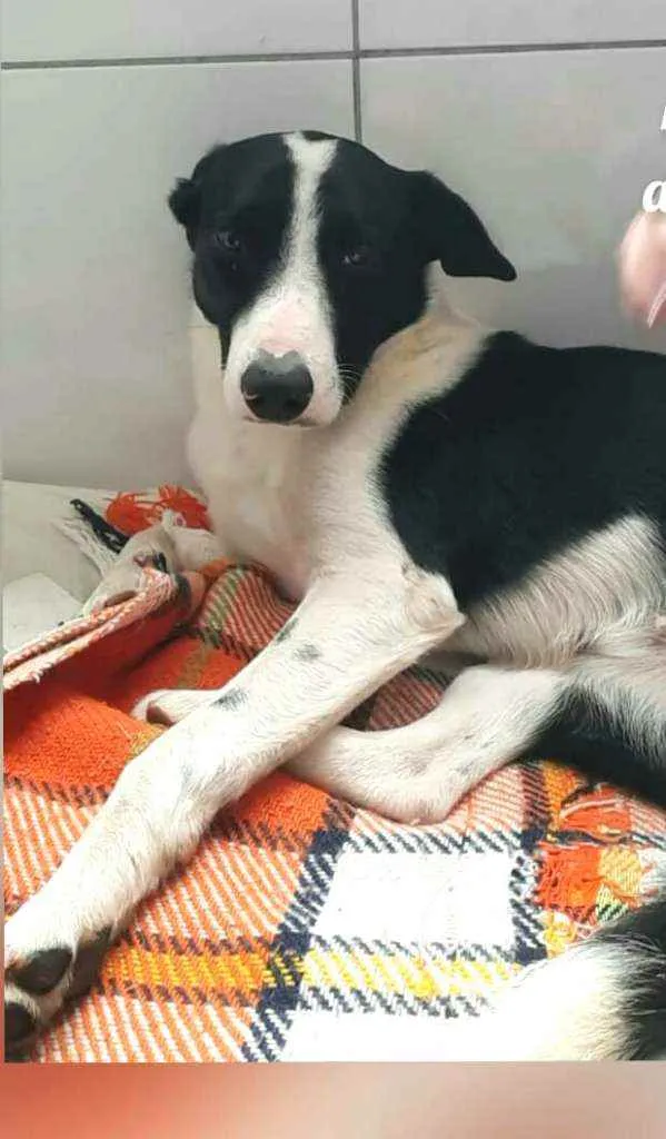 Cachorro ra a  idade 2 anos nome Nick