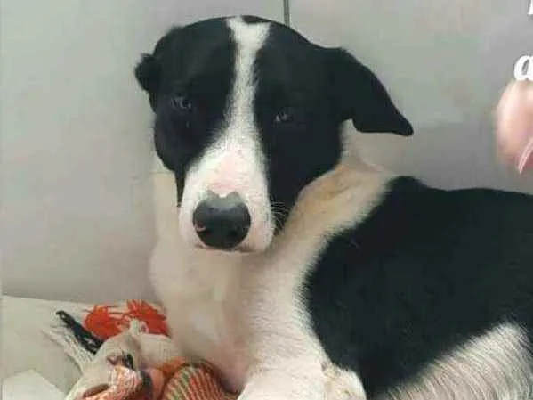 Cachorro ra a  idade 2 anos nome Nick