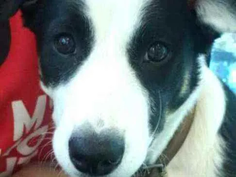 Cachorro ra a  idade 2 anos nome Nick