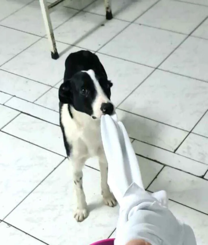 Cachorro ra a  idade 2 anos nome Nick