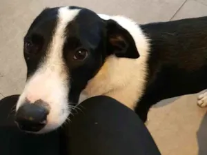 Cachorro raça  idade 2 anos nome Nick 