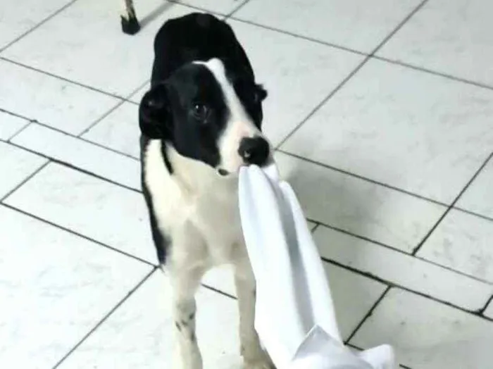 Cachorro ra a  idade 2 anos nome Nick