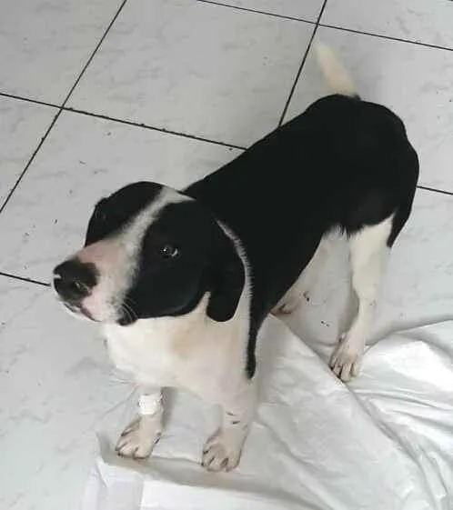 Cachorro ra a  idade 2 anos nome Nick