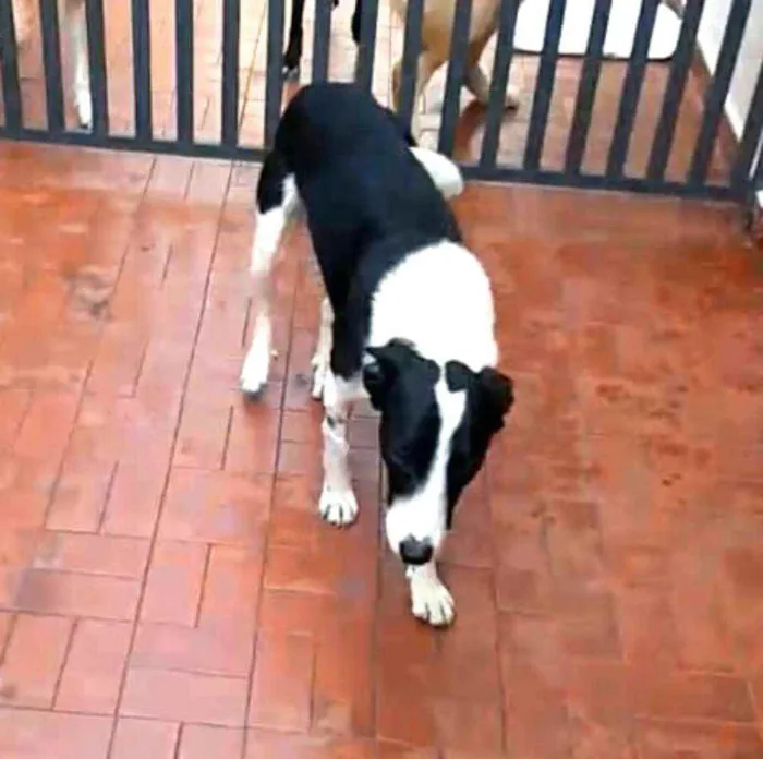 Cachorro ra a  idade 2 anos nome Nick