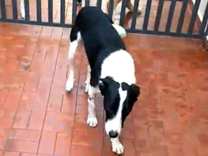 Cachorro ra a  idade 2 anos nome Nick