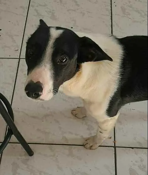 Cachorro ra a  idade 2 anos nome Nick