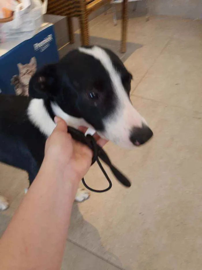 Cachorro ra a  idade 2 anos nome Nick